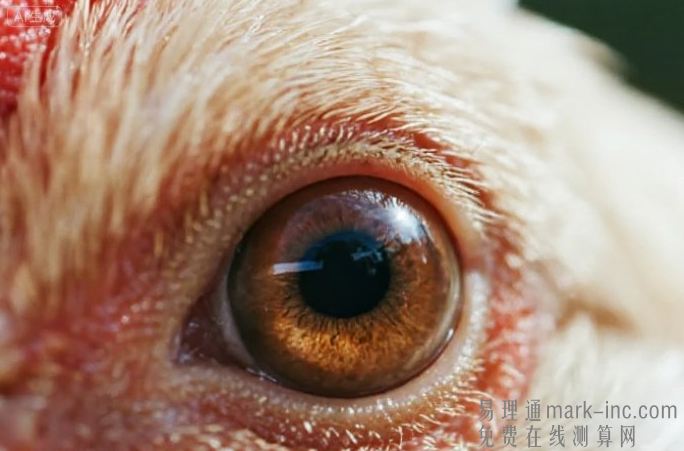 属鸡的今年有没有财运呢