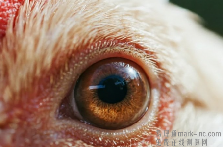 属鸡的今年有没有财运呢，2025年属鸡人有明确的财富机会